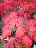 Southern Sugar Maple